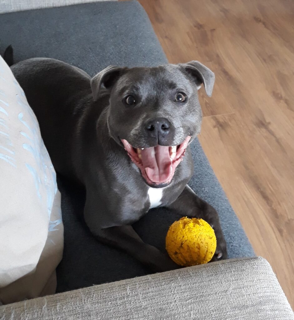angus happy to see me (cropped)