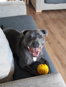 Angus the staffy on the sofa looking up at me with a big smile