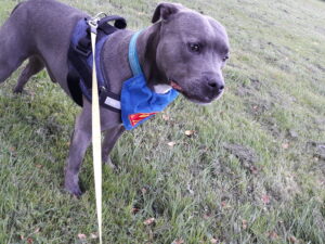 Angus the staffy wearing a superman bandana in a field