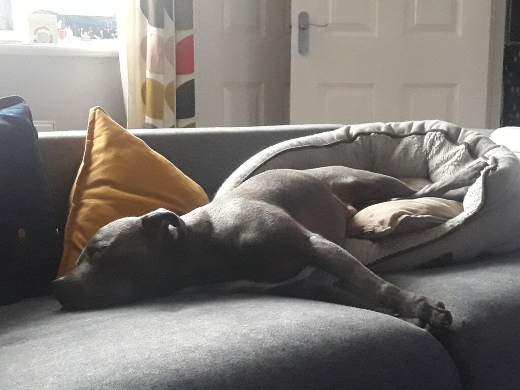 Angus the staffy asleep half-in and half-out of his dog bed