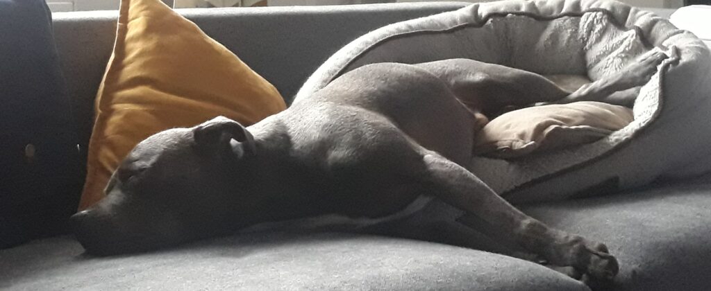 Angus the staffy asleep half-in and half-out of his dog bed