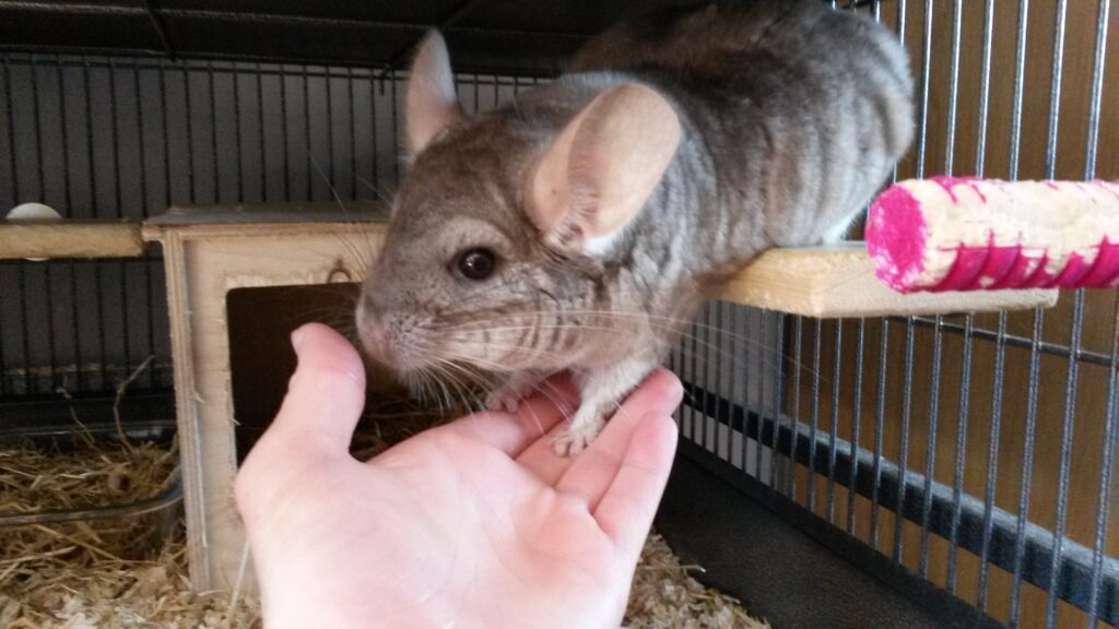 Chinchilla sniffing my hand