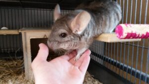 Chinchilla sniffing my hand
