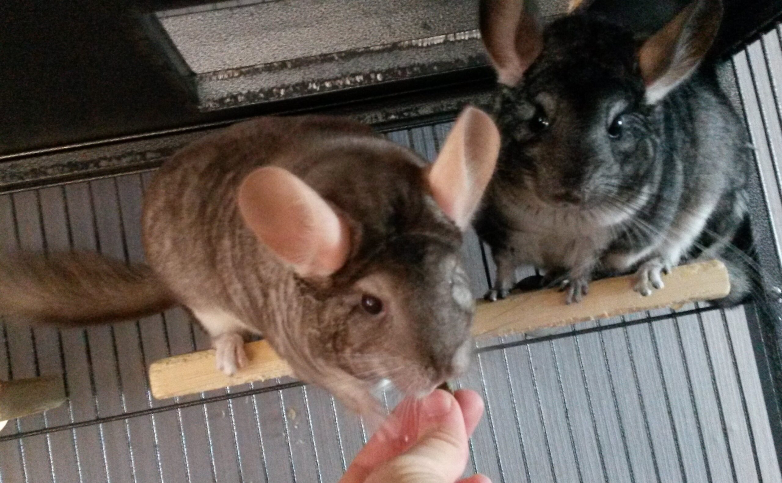 Chinchillas taking a treat