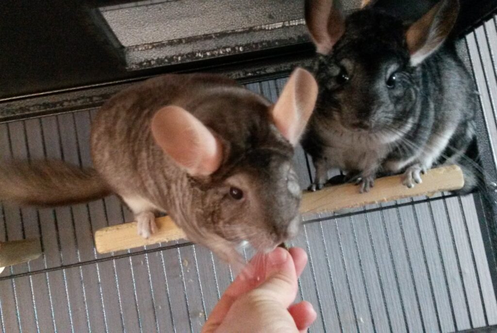 Chinchillas taking a treat