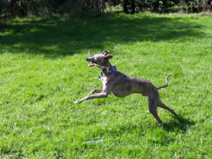 Dexter the whippet jumping around in a field with a stick in his mouth