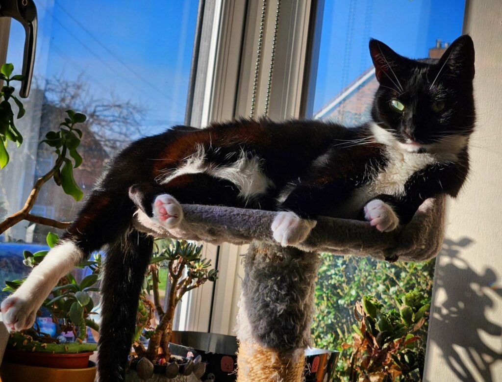 Dini the cat on a high cat shelf in the window with the sun coming through