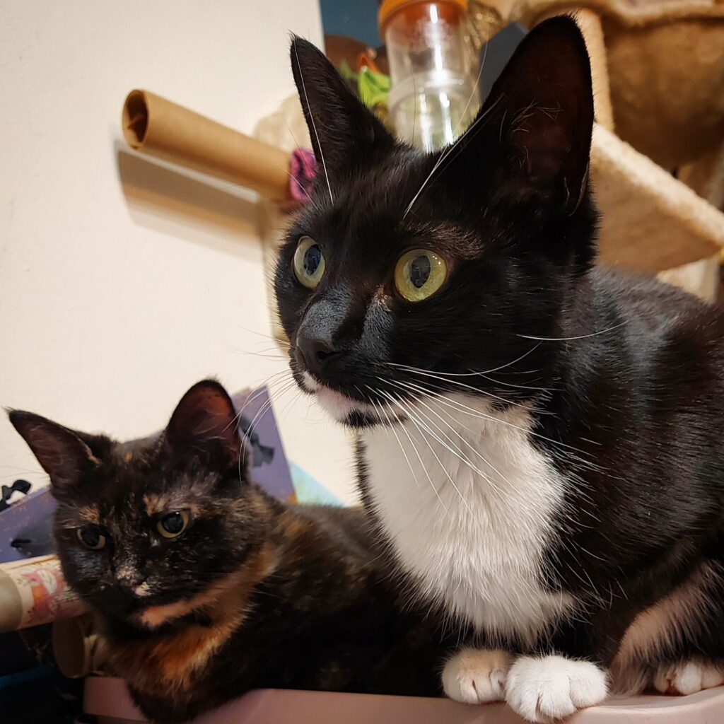 Two cats Fizz & Dini side by side in their home