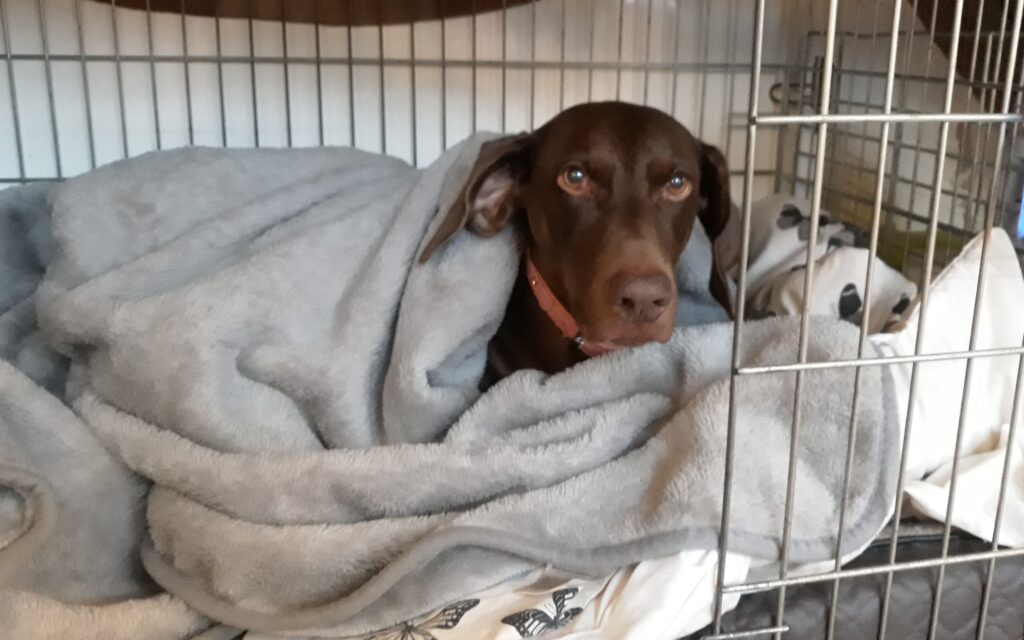 Lola all tucked up in dog bed