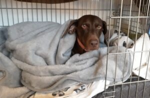 Lola all tucked up in dog bed