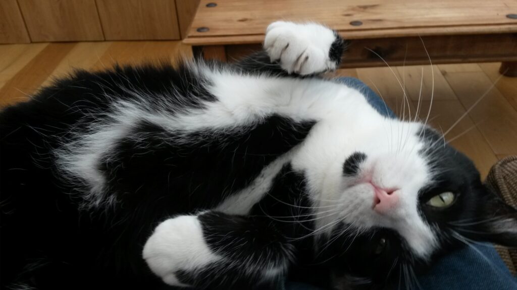 Max the cat showing his belly