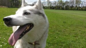 Miah the huskey in the park
