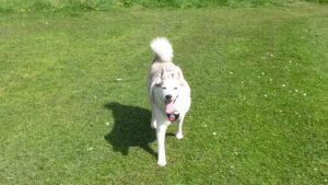 Miah the huskey running in a park