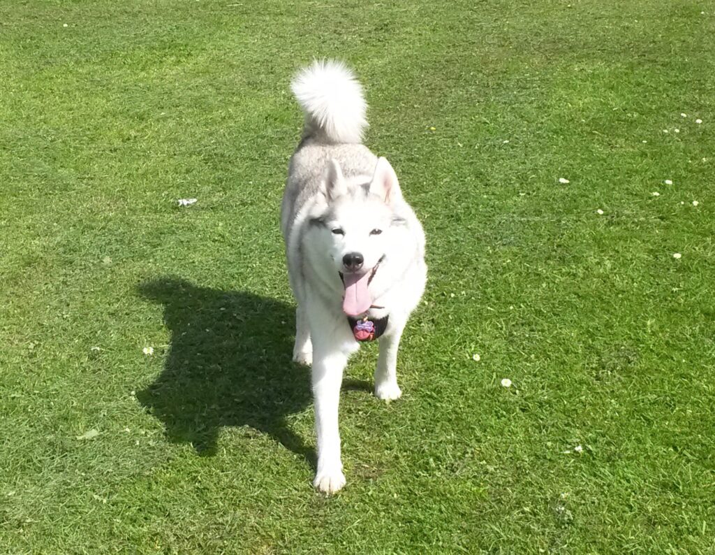 Miah the huskey running in a park