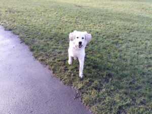 Monte the golden puppy outside in the park