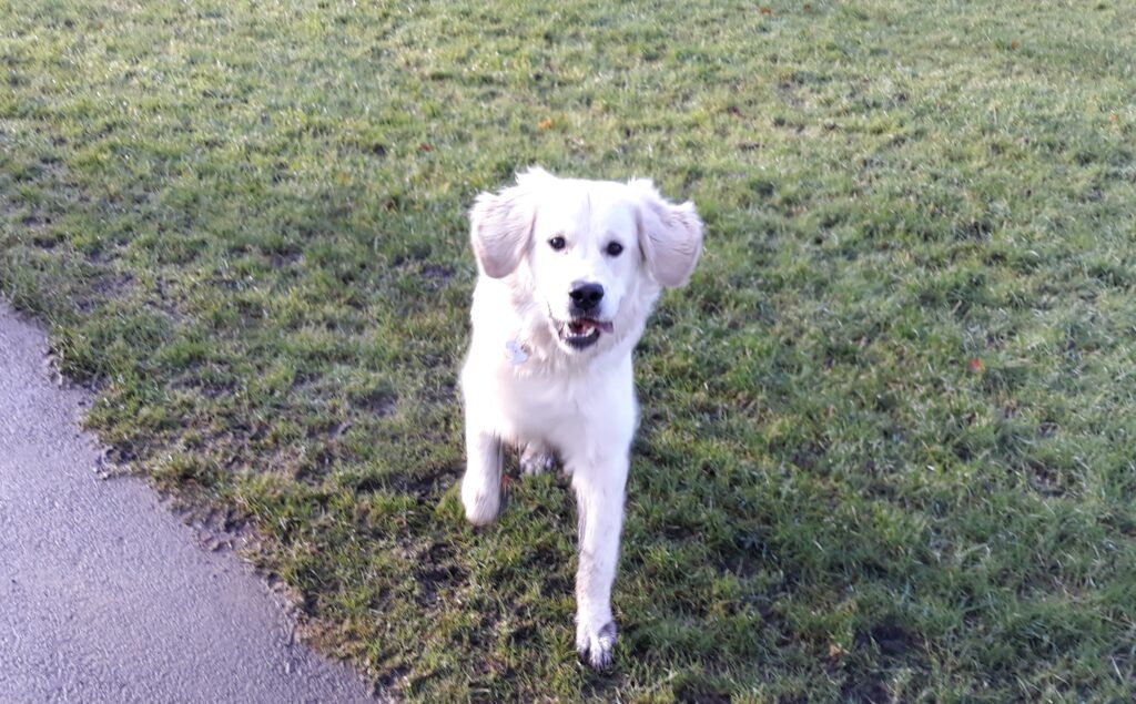 Monte the golden puppy outside in the park