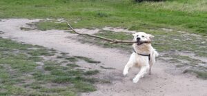 Monte the golden running in the park with a very large stick in his mouth