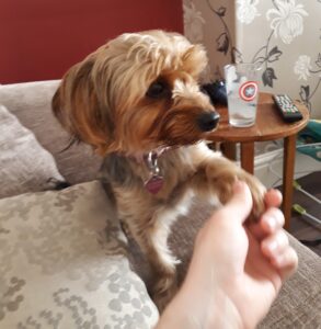 Nala the Yorkshire Terrier with paw in my hand