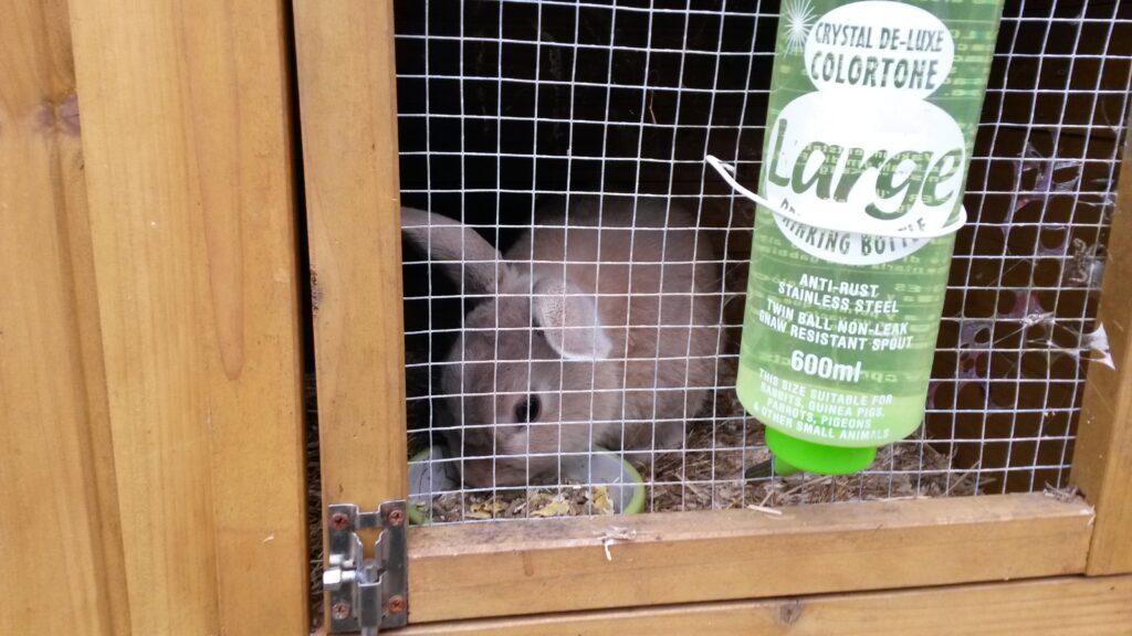 Rabbit in a hutch eating from his food bowl