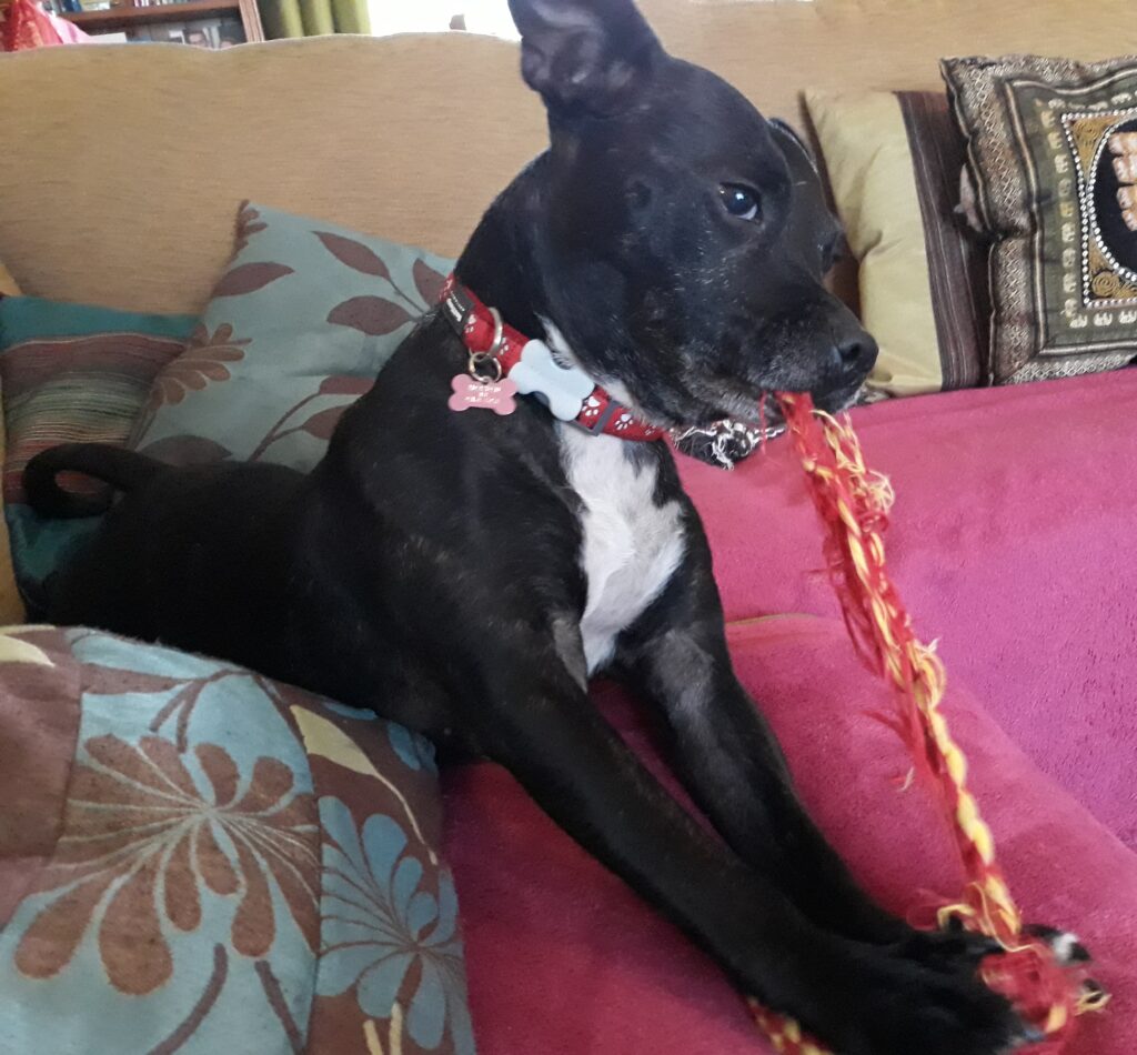 Roxy the dog pulling apart rope on her couch