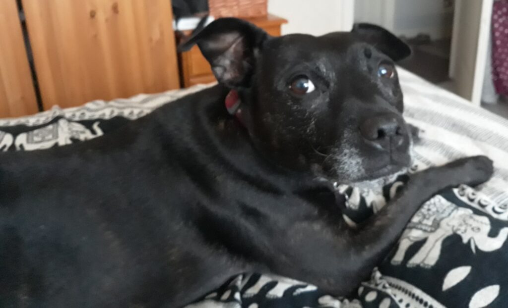 Roxy on the bed looking at me with ear raised