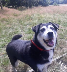 Tess the dog at Tandle Hill park