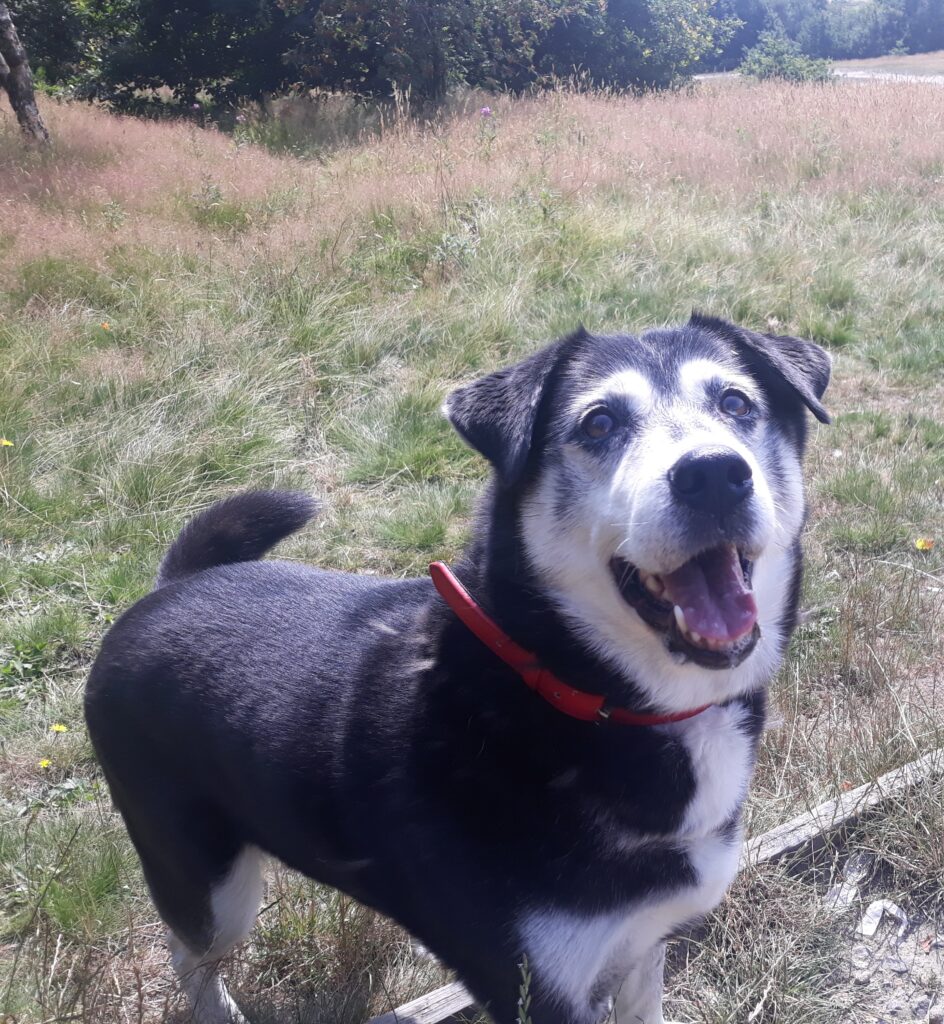 Tess the dog at Tandle Hill park