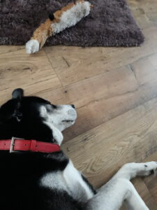 Tess asleep with her toy squirrel nearby