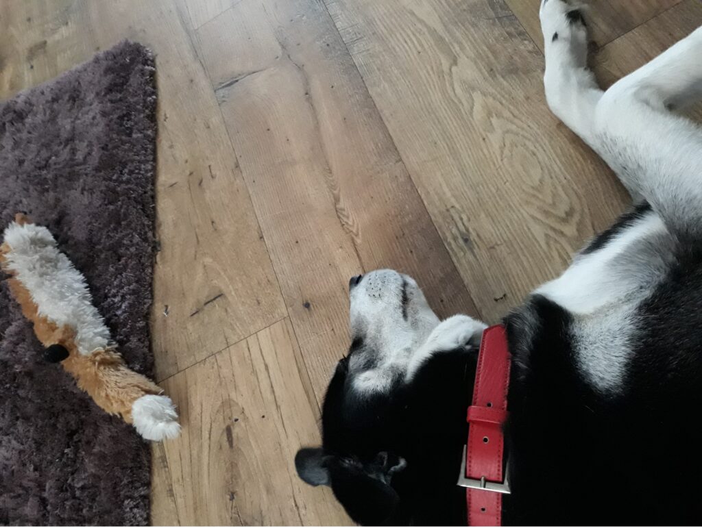 Tess asleep with her toy squirrel nearby