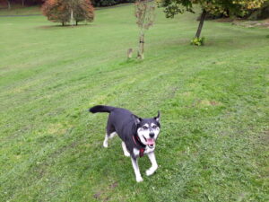 tess excitedly waiting for me to throw the ball
