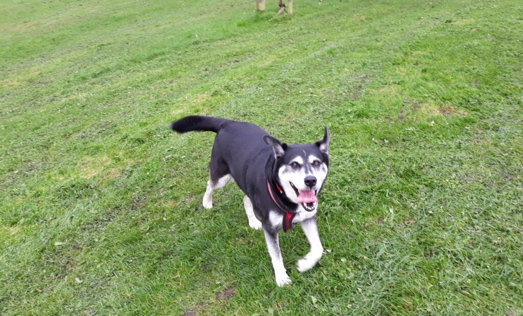 Tess running excitedly on grass in park