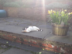 Tilly the cat laying down outside in the sunshine