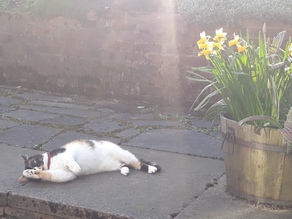 Tilly the cat laying down outside in the sunshine