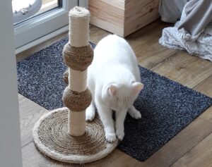 Zizou the cat using the scratching post