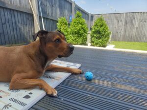 Haze the rottweiler cross laying in the shade in his garden with his ball nearby