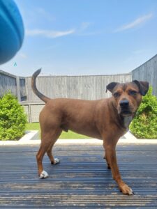 Haze the rottweiler cross in his garden looking at his ball in my hand ready to throw