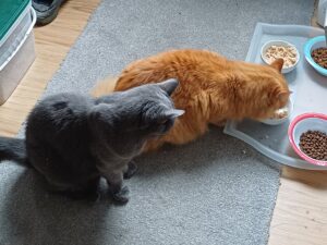 Bee the cat eating from a bowl with Gizmo the cat looking on