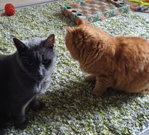 The cats Bee & Gizmo on a carpet with toys